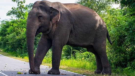 an elephant crossing a road