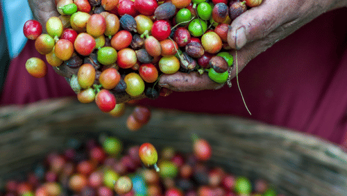 Coffee beans held by hand