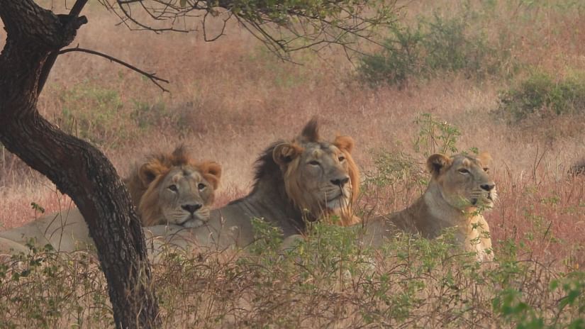 Two lions and a lioness sitting next to a tree in the wild and looking in the same direction