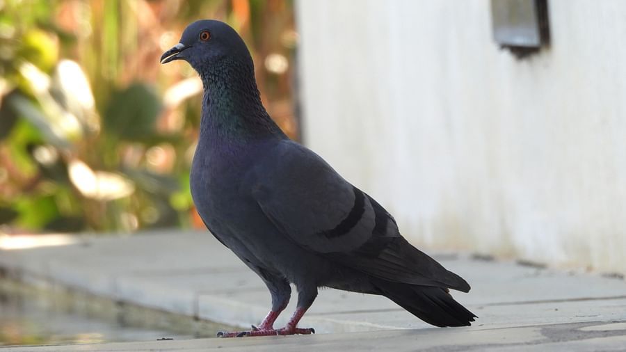 A pigeon strolling beside a building wall, casting a soft shadow on the ground.