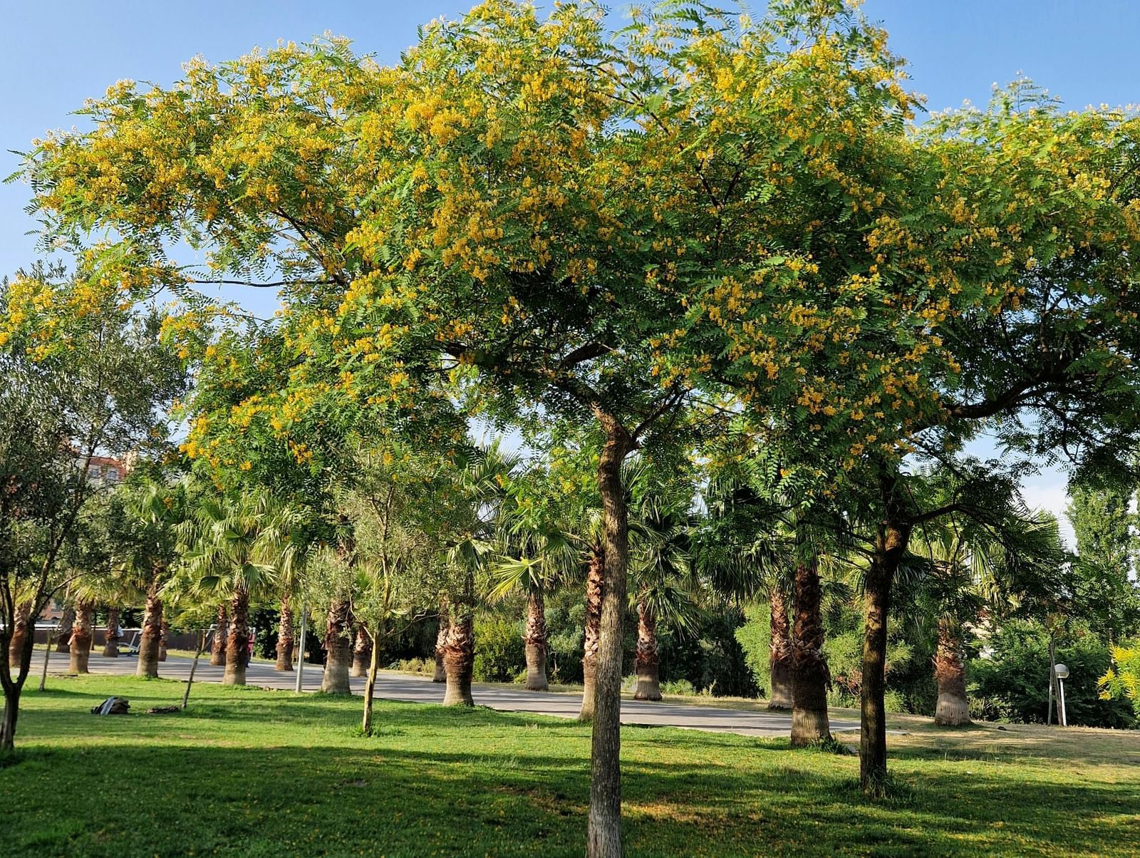 Blooming trees with yellow flowers under a clear blue sky.