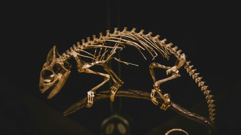 A view of a rodent's skeleton kept inside a museum with a black background.