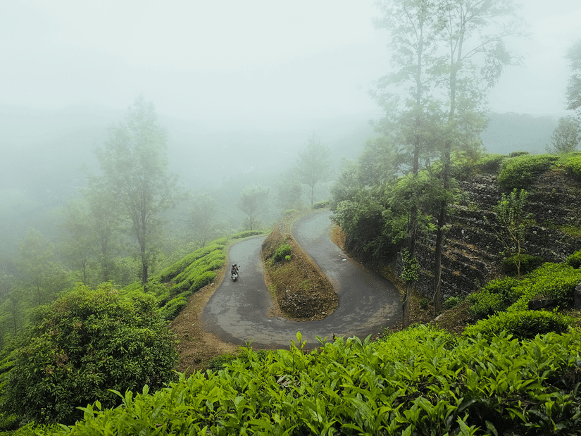 A hairpin bend road amidst a misty tea plantation landscape in Wayanad, Kerala, surrounded by lush green hills