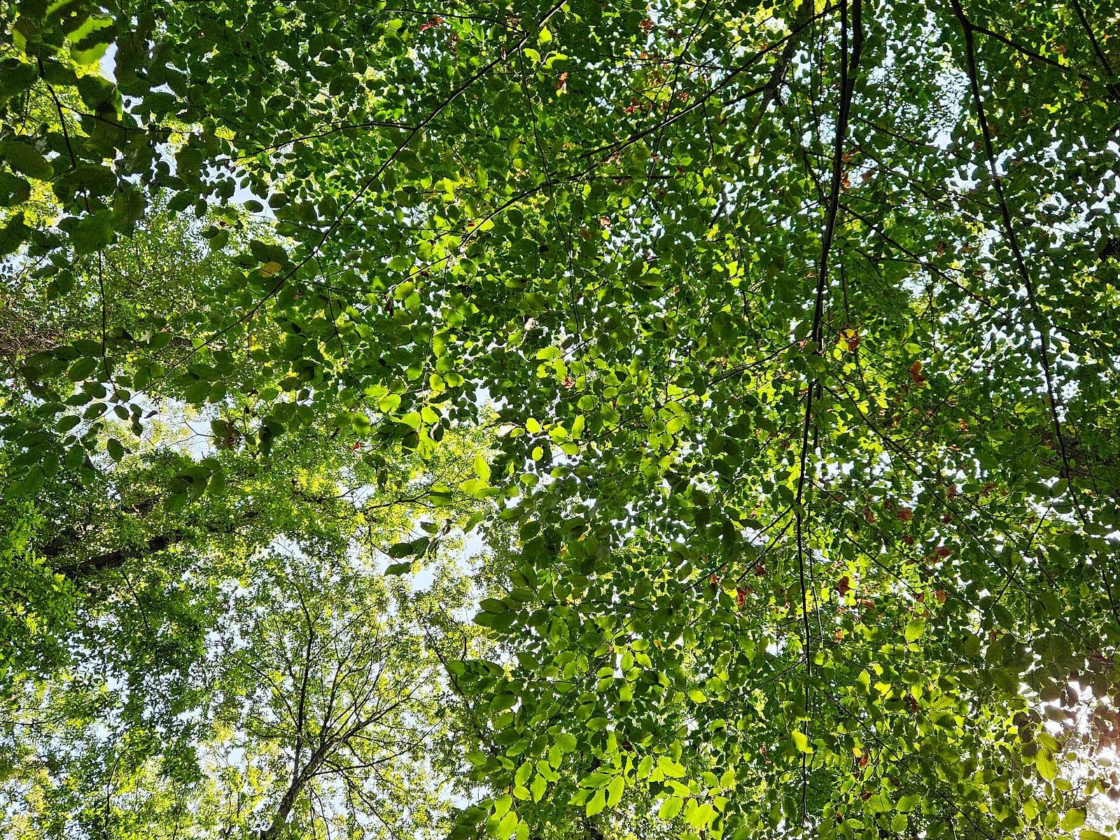 View of the tree from the bottom.