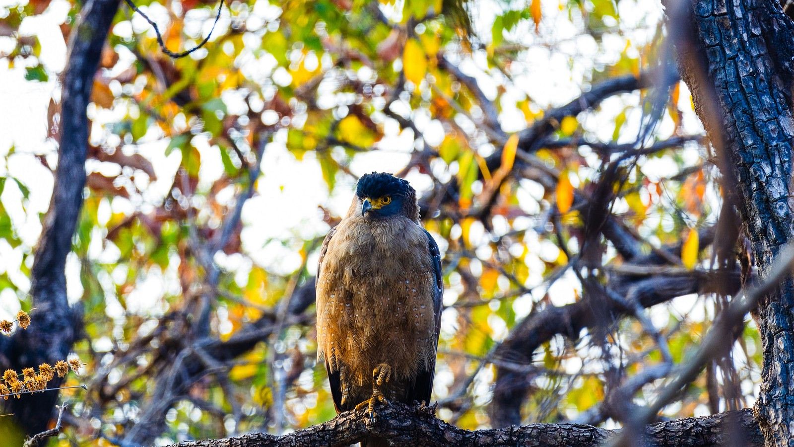 A bird perched on a branch at Tadoba Andhari Tiger Reserve.