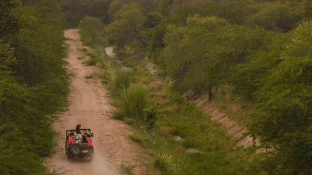 A drone shot of the jeep travelling on a muddy road next to many trees with a mountain in the distance as seen during a jeep safari in Sariska National Park Safari.