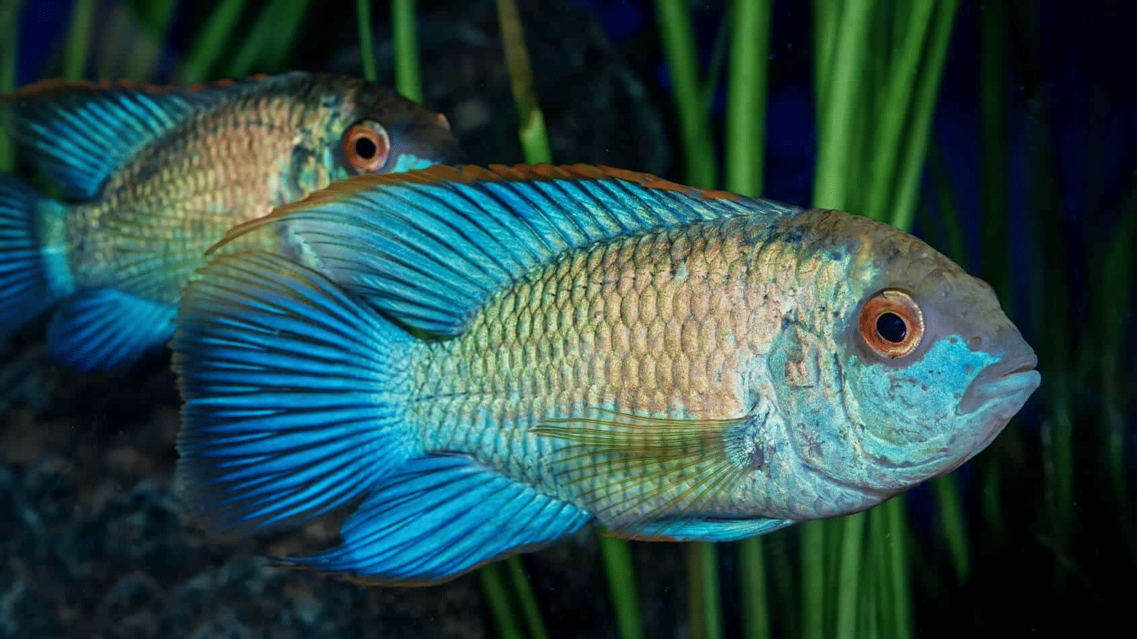A shimmering Acara fish with bright, iridescent scales and compact, sturdy bodies swim through dark waters.