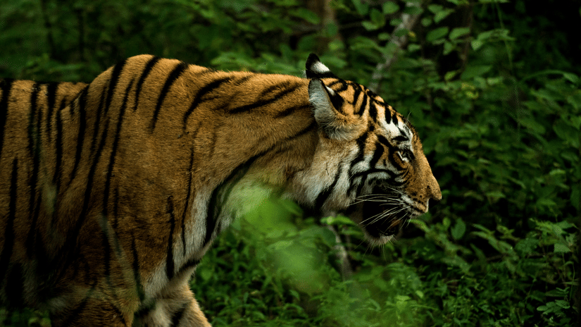 praniket-desai-jwqgM5o6TVM-unsplash