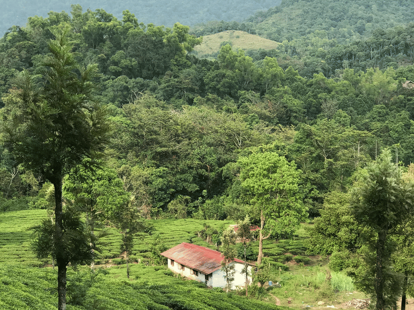 Tea plantations with hills in the background