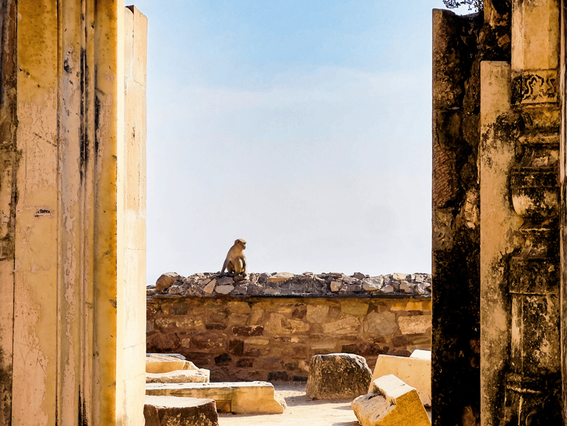 A view of inside the fort where a monkey is sitting on a wall of Bhangarh Fort with blue sky in the background.