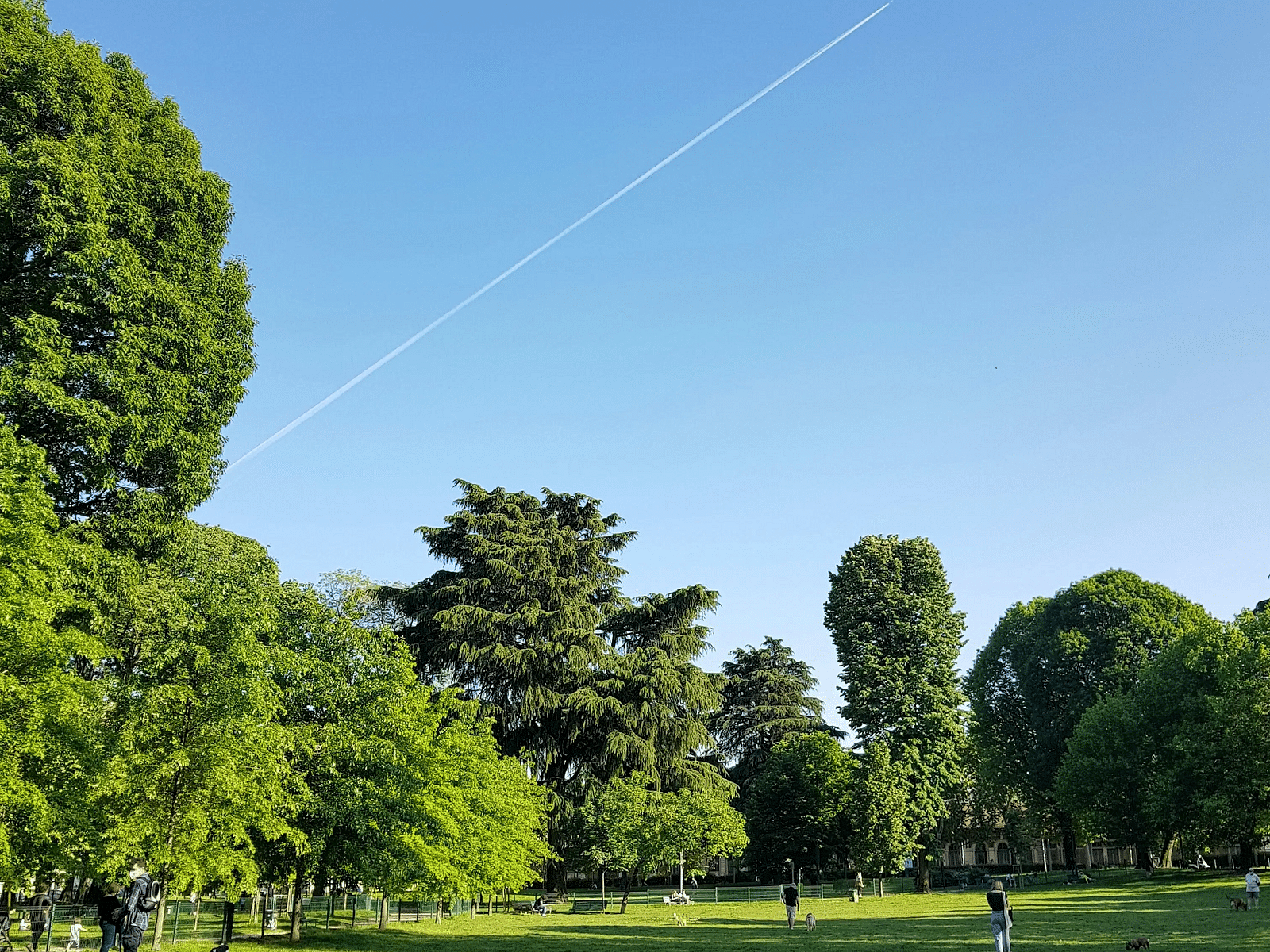 Open green lawn under a clear blue sky with scattered trees