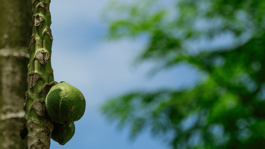 A green papaya or native fruit hanging from a tropical tree branch against a soft blue sky at Rhino & River Wildlife Retreat & Spa, Pobitora.