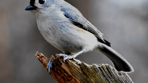 white-and-blue-bird