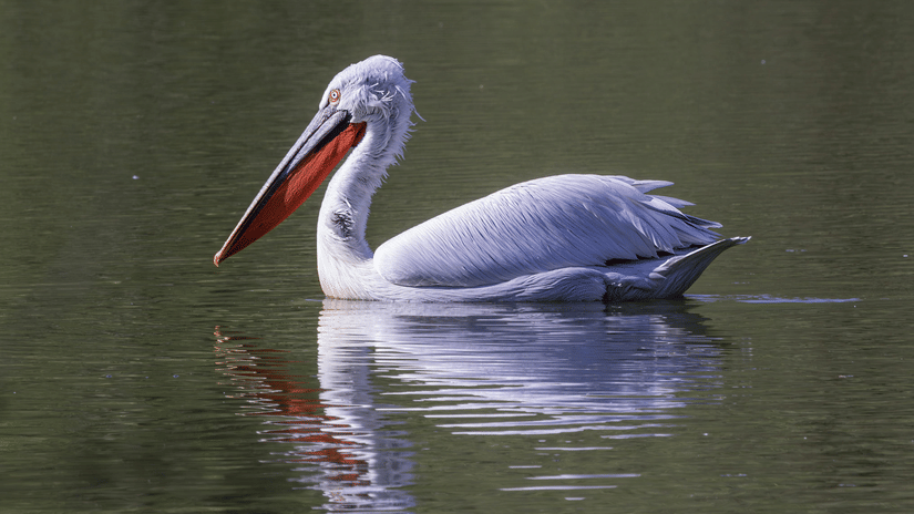A dalmatian pelican floating on calm water with soft reflections.