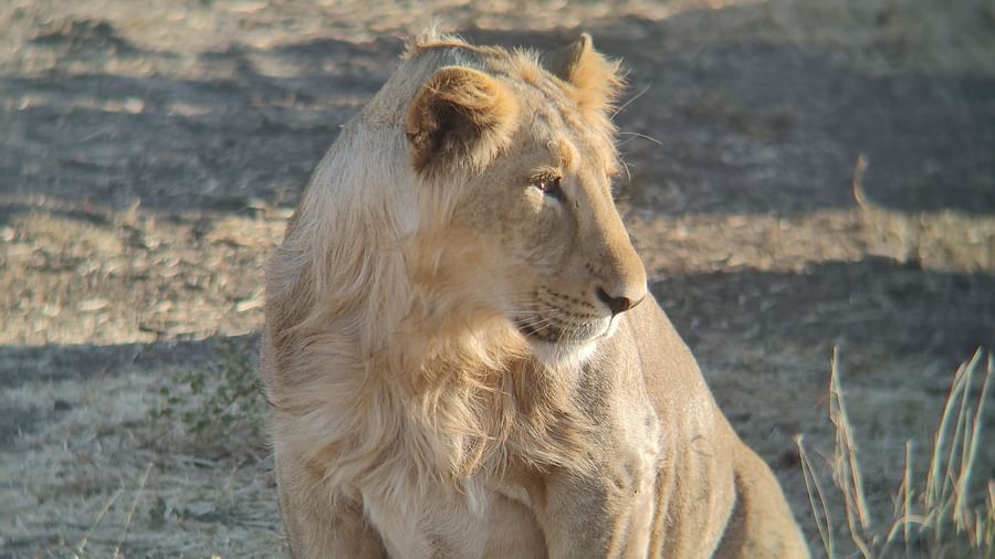 image of lion