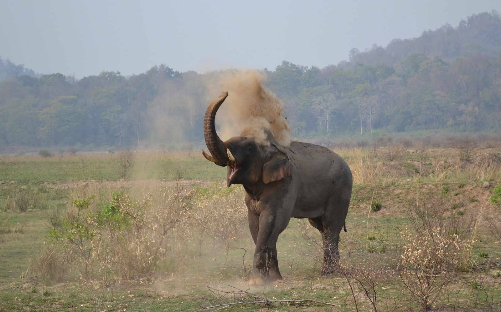 A solitary elephant throwing mud on its back in Jim Corbett National Park.