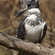 A crested kingfisher with a black-and-white speckled crest perched on a tree branch.