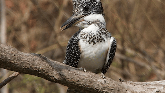 A crested kingfisher with a black-and-white speckled crest perched on a tree branch.