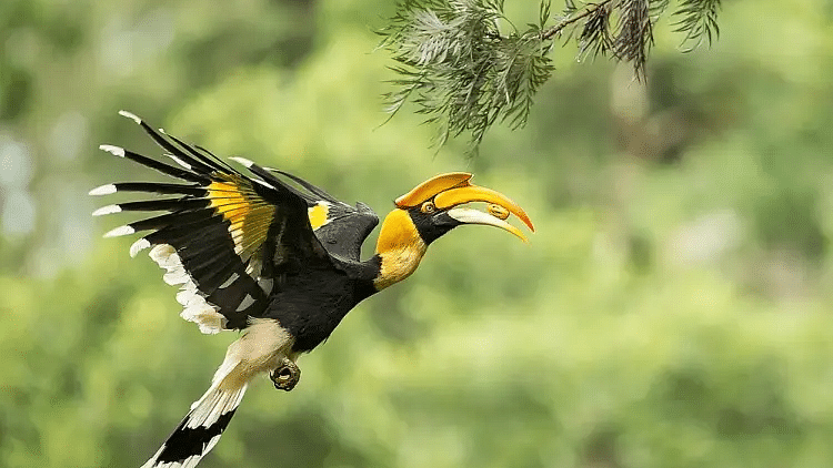 A bird captured mid-flight near a tree branch at Bird Watching Wildlife
