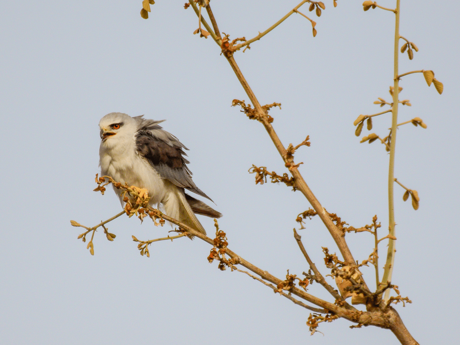 A picture featuring a Black-winged Kite perching on the branch captured in the bright background