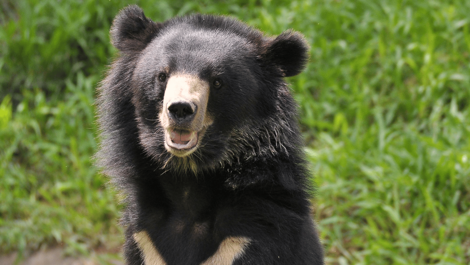 Himalayan black bear standing on its hind legs among green foliage.