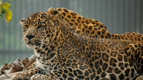 Two leopards resting on a raised bamboo platform, surrounded by greenery, with one leopard lying in front and the other partially visible behind.
