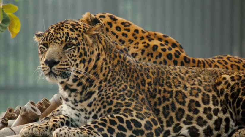 Two leopards resting on a raised bamboo platform, surrounded by greenery, with one leopard lying in front and the other partially visible behind.