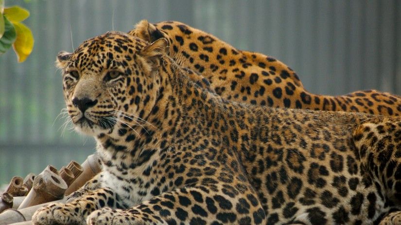 A leopard rests on a wooden platform in a shaded area, its body relaxed and eyes alert.