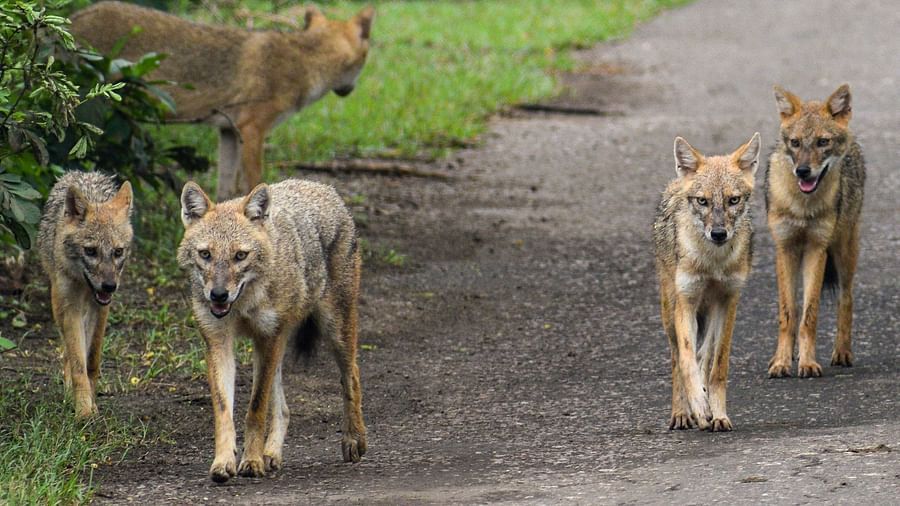 An image of a group of foxes walking on a forest road