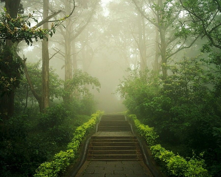 A dusky image of a lush green forest with foggy weather and sun rays peaking through the fog