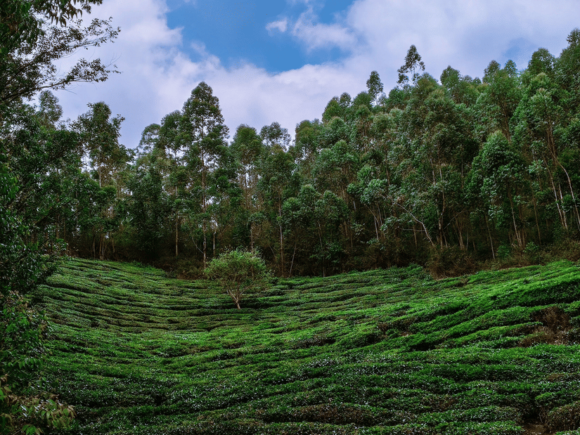 A wide-angle shot of a lush green coffee plantation under a clear blue sky.