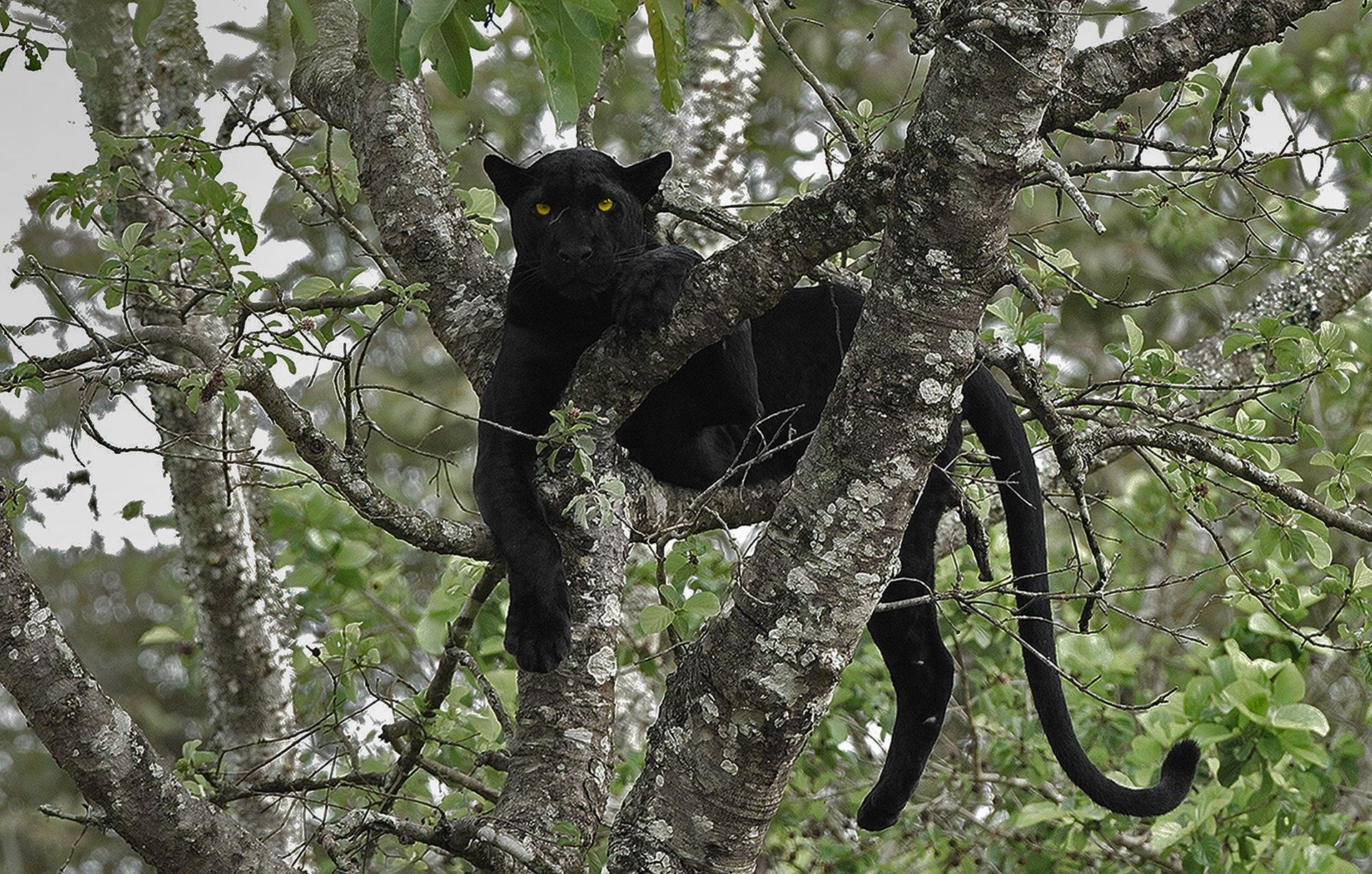 Black panther with yellow eyes resting in a tree.