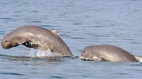 Dugongs jumping out of the water