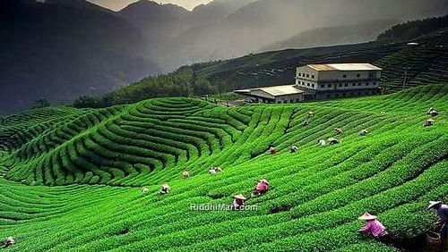 Temi-tarku-tea-garden