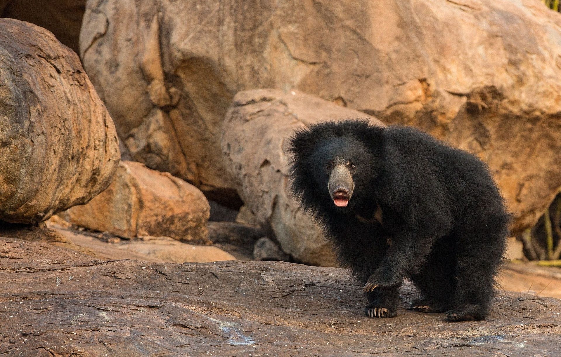 Hampi wildlife 1