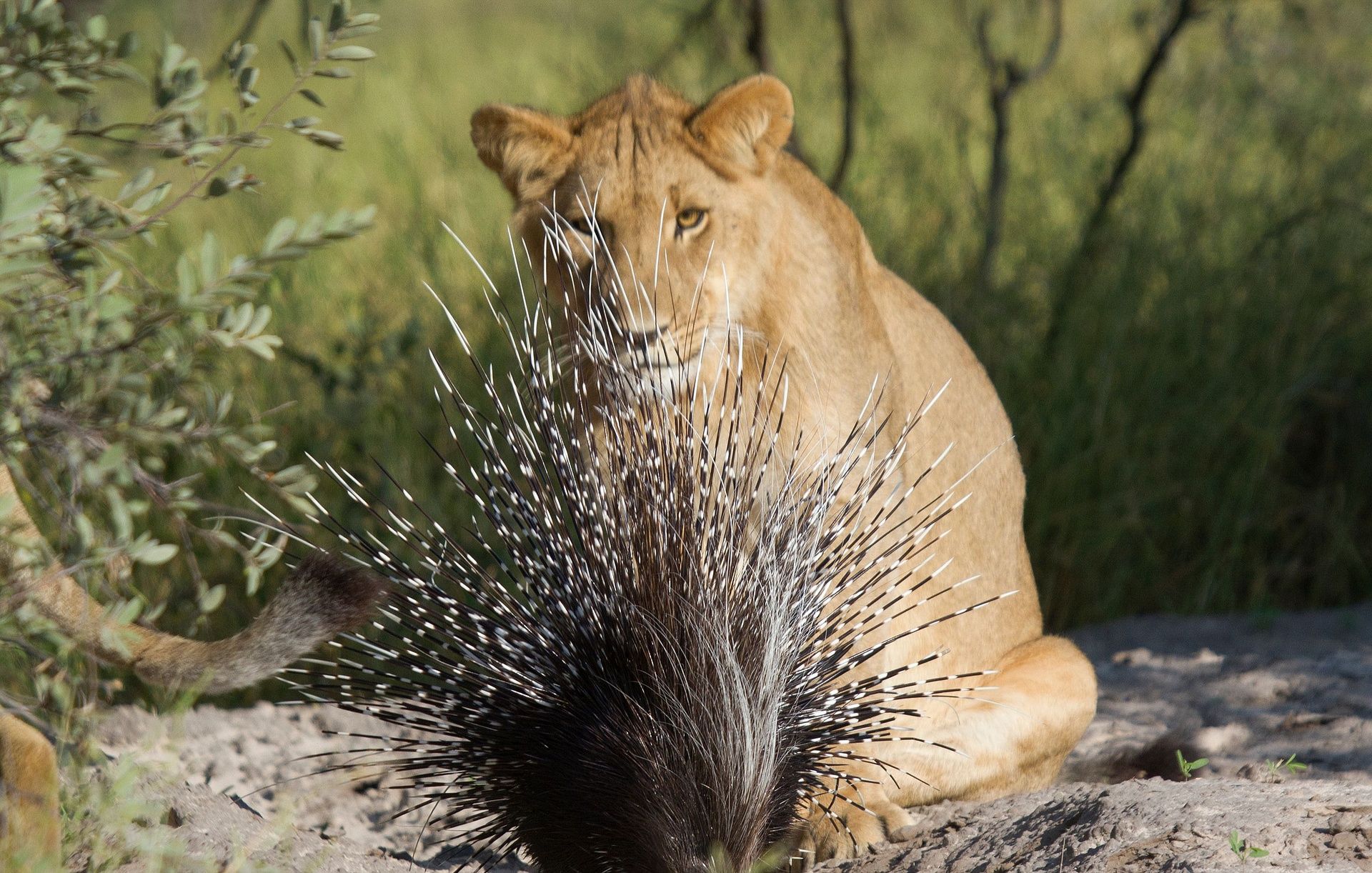 Lion with Porcupine 1