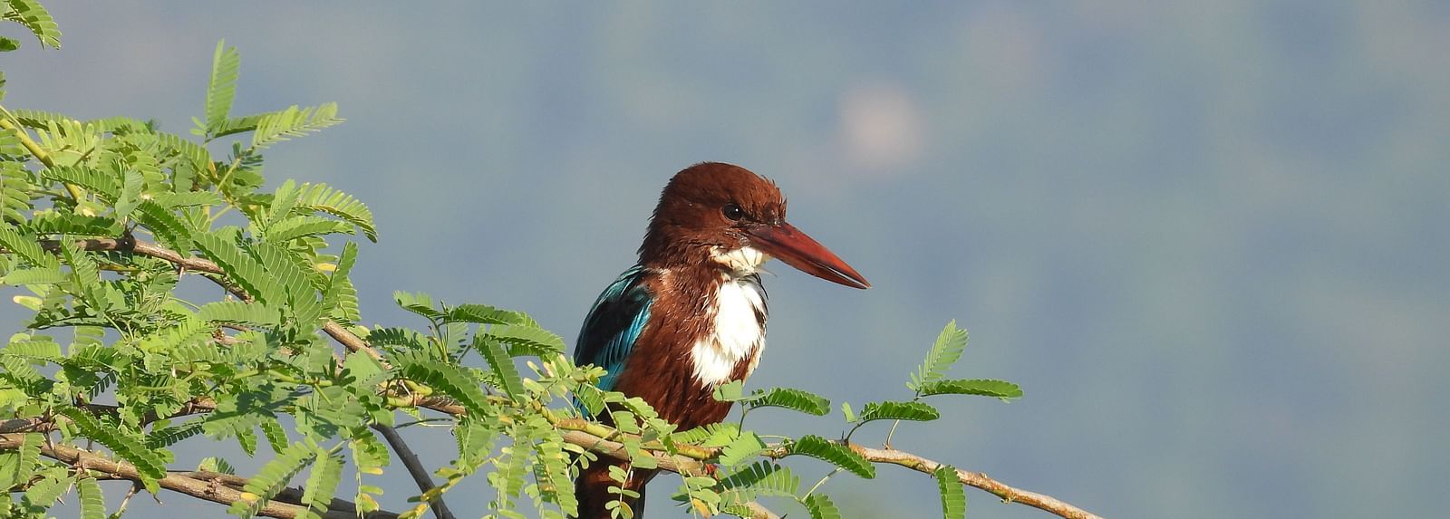 A picture featuring a bird perching on a tree with thorns