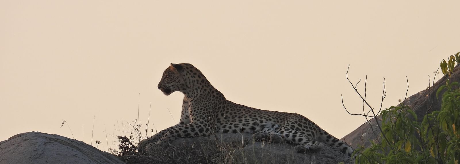 Photo of a leopard resting on a boulder