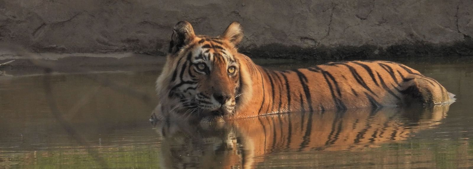A Bengal tiger partially submerged in a waterhole, resting calmly and gazing ahead inside a wildlife reserve at Utsav Camp Sariska.