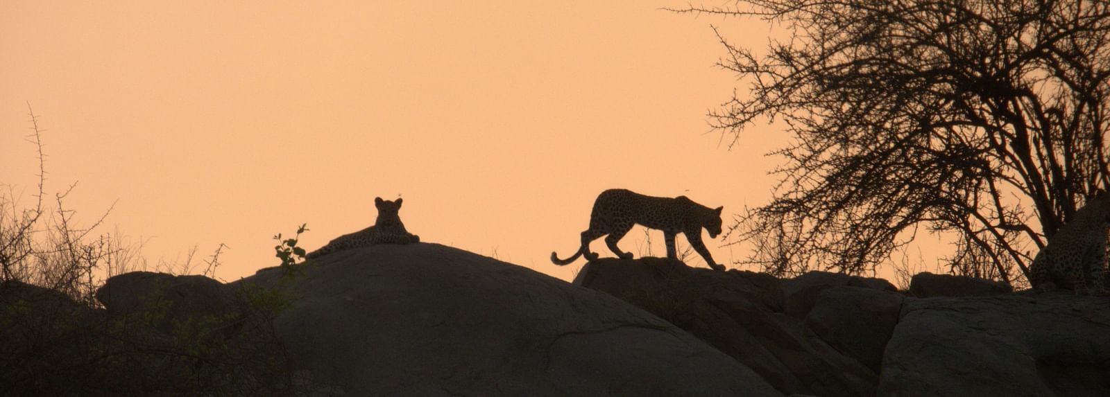 Silhouette of a leopard walking along a rocky ridge at sunset, with a cub resting nearby and a barren tree in the background.