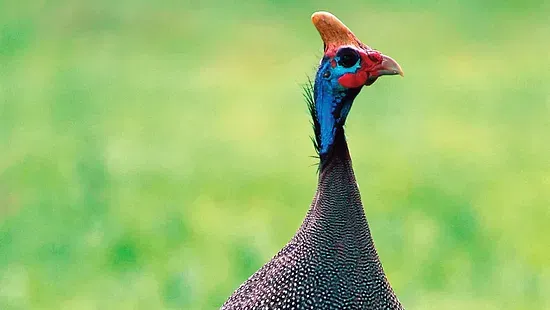 GUINEA FOWL