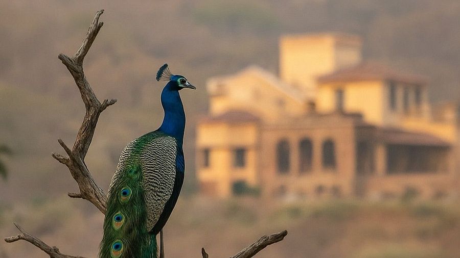 A vibrant blue and green peacock perched on a bare tree branch with its long tail feathers visible against a blurred building in the background