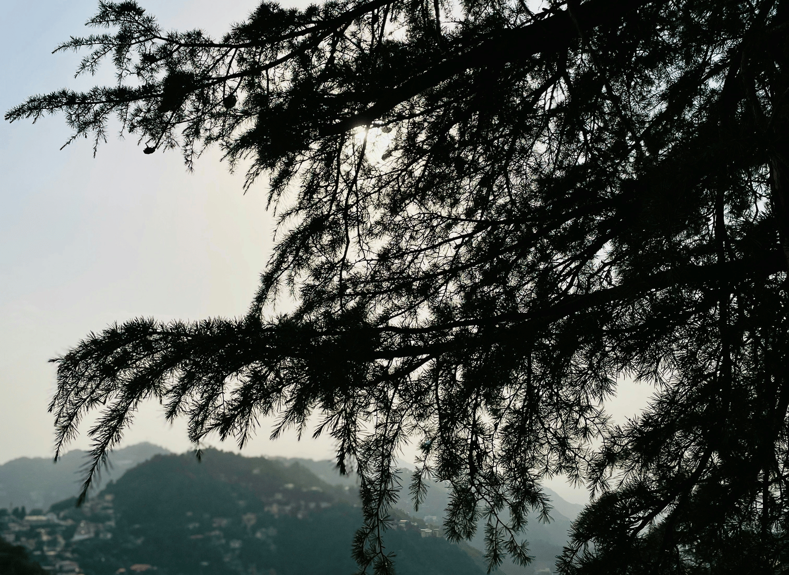 A silhouetted view of tree branches and dense foliage against a bright sky, overlooking a hilly landscape in the distance