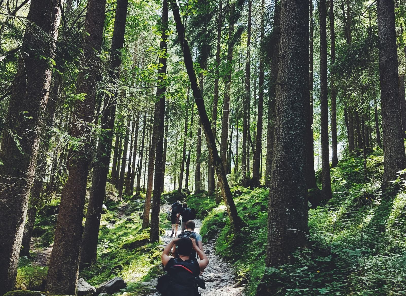 A group of people hiking through a dense forest with tall towering trees on both sides of the trail.
