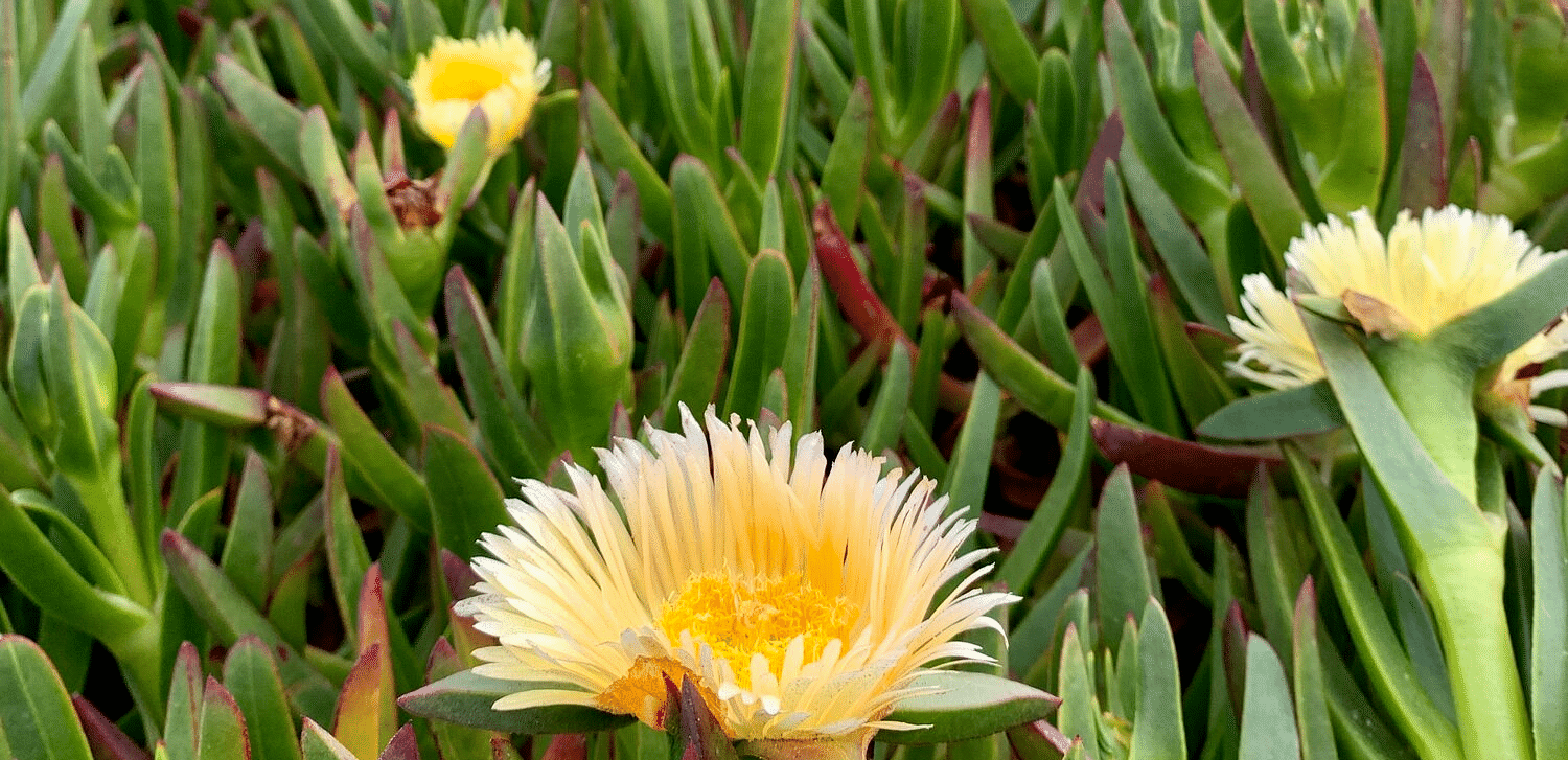 An image of flowers growing amidst the plants near the beachside