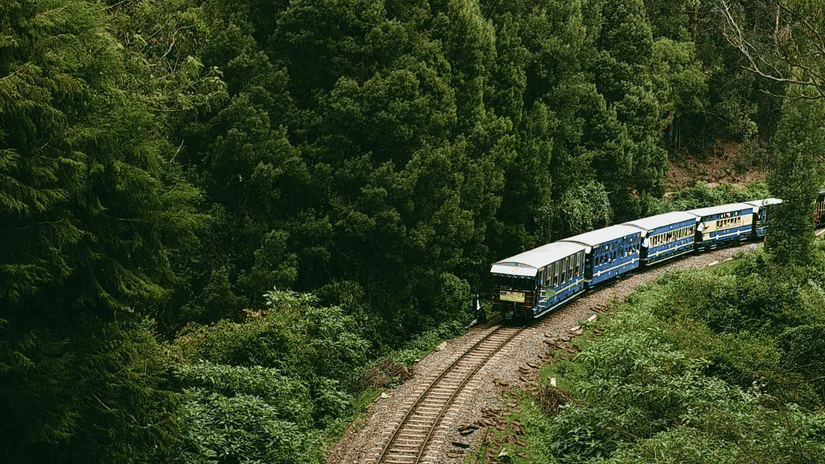 A train travels along a winding track through a dense, lush green forest.