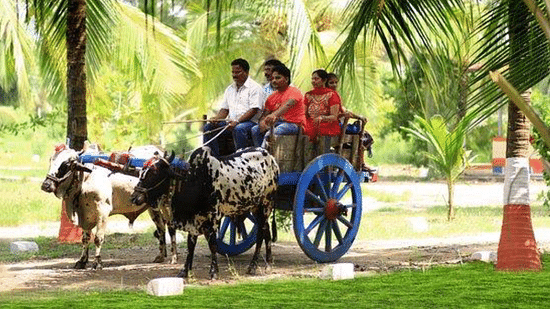Bullock Cart Ride, Luxury Resort in Alibaug, Rooms in Alibaug, Suites in Alibaug, Villas in Alibaug