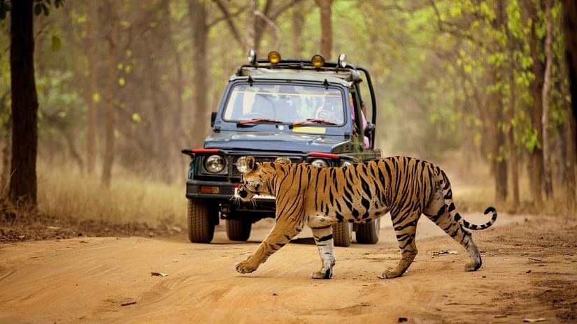a tiger walking on a muddy road with a jeep behind it - Stone Wood Jungle Resort, Dandeli