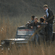 A group of tourists in an open safari jeep driving through tall golden grass on a wildlife tour.