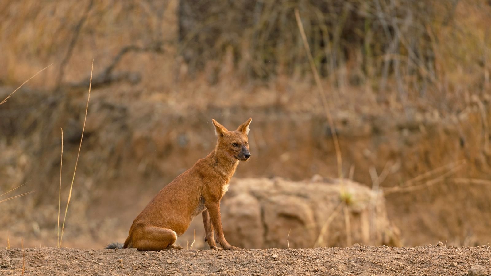 A Dhole sitting next to a mud road at Tadoba National Park.